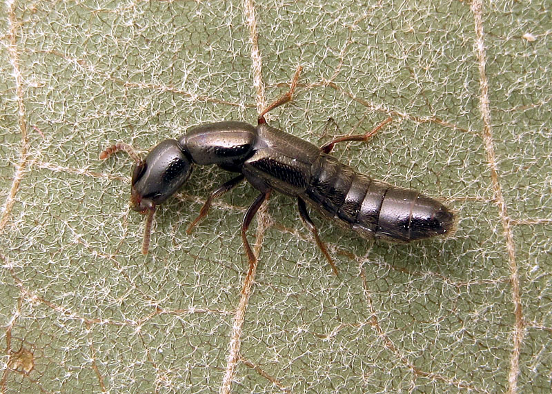 Staphylinidae: Xantholinus sp. (X. linearis o X. longiventris)